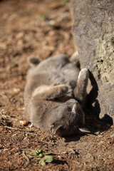 アザラシみたいなポーズで寝転んでリラックスしてるグレーの毛並みの野良猫