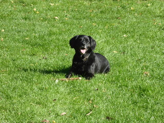 black labrador retriever lying on grass
