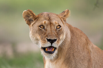 Lion lionne