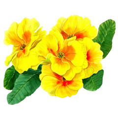 PNG Watercolor drawn Primrose, yellow flowers and green leaves isolated. Botany Illustration of first spring flower in natural style. Design for covers, packaging, fabric, season offer.