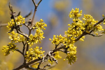 The blooming tree with yellow flowers - Cornus mas (Cornelian cherry, European cornel, Cornelian cherry dogwood)