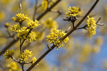 The blooming tree with yellow flowers - Cornus mas (Cornelian cherry, European cornel, Cornelian cherry dogwood)