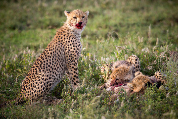 Guépard 