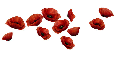 Vibrant Red Poppies PNG. Perfect for Design and Print