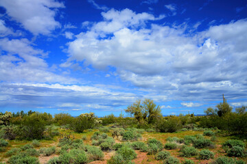 Obraz premium Landscape Sonora Desert Arizona