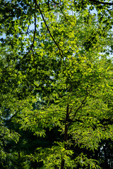 Lush green tree branches with dense foliage basking in bright sunlight in a forest setting