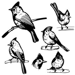 Hand-drawn tufted tit ( Lophophanes cristatus). Vector sketch illustration. 