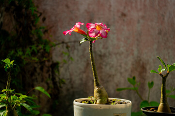 Close up shot of a pink Adenium obesum (Desert Rose) Flower found in Mauritius