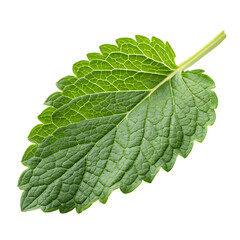 Obraz premium A fresh lemon balm leaf isolated on a transparent background