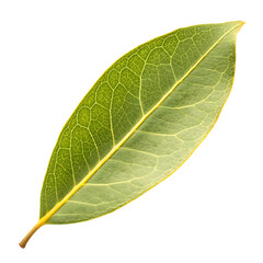  A fresh lemon eucalyptus leaf isolated on a transparent background