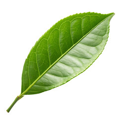Obraz premium A fresh lemon tea tree leaf isolated on a transparent background