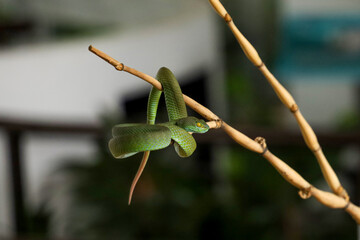 The snake (green pit viper) is rest on the stick tree