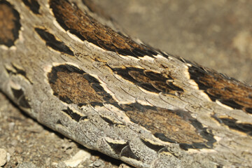 close up real viper snake skin for animal pattern
