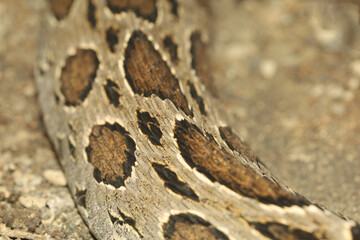 close up real viper snake skin for animal pattern