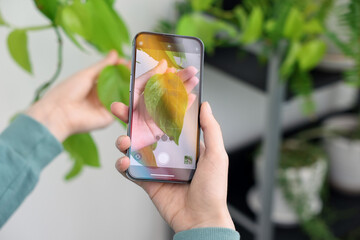 Woman using houseplant recognition application on smartphone indoors, closeup