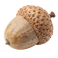 A whole pignut isolated