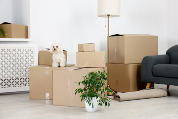 Fototapeta premium Moving day. Cute dog, houseplant and many cardboard boxes indoors
