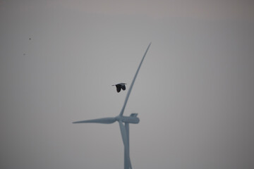 Bird soaring near wind turbine during cloudy day showcasing harmony between nature and renewable energy