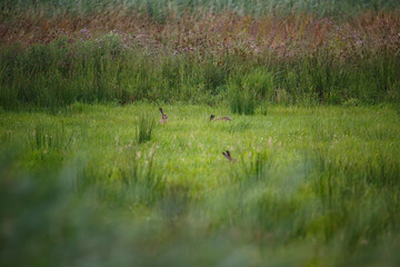 Rabbits foraging in a lush green wetland at dusk with tall grasses and wildflowers in the background