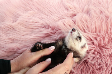 Woman with cute ferret on fluffy rug, closeup
