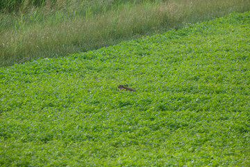 Wildlife observing in a vibrant green field during early morning hours in a rural setting