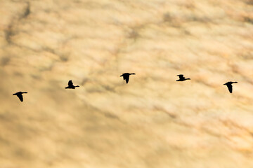 Flock of birds flying against a golden sunset sky with clouds in the background during early evening hours