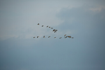 Flock of migratory birds flying across a cloudy sky during the evening hours at a serene natural location