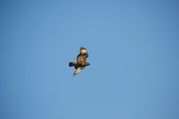 Bird soaring gracefully in a clear blue sky during daytime in nature with abundant open space