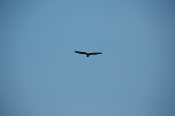 Majestic bird soaring high in the clear blue sky on a sunny day