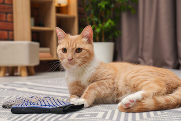 Cute ginger cat and grooming glove with pet's hair on floor at home