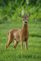 Roe deer standing in lush green grass during a sunny afternoon in a natural habitat