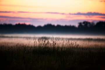 Morning light fills the misty landscape with vibrant colors as grasses sway gently near the water's...