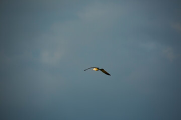 Majestic bird soaring against a backdrop of soft clouds in the evening sky