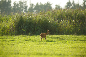 Young deer calmly grazes in a sunlit meadow surrounded by tall grass on a warm afternoon