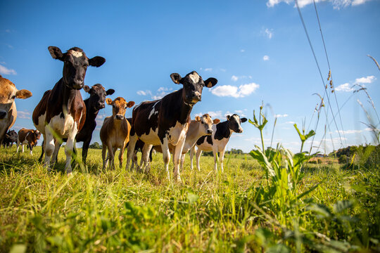 Troupeau de vache laiti&egrave;re en pleine nature sous le soleil du printemps.