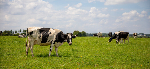 Troupeau de vache laiti&egrave;re noir et blanche en pleine nature en train de brouter l'herbe verte au printemps.