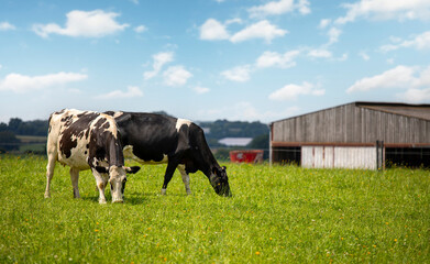 Troupeau de vache laitière noir et blanche en pleine nature en train de brouter l'herbe verte au...