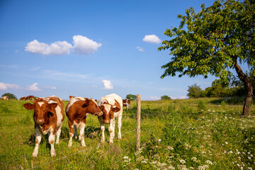 Élevage en pleine nature d'un troupeau de vaches laitière au printemps.