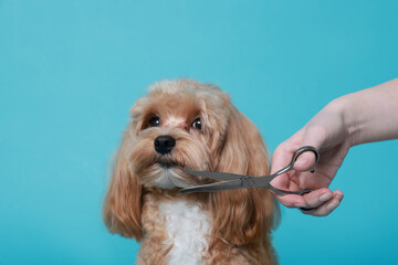 Woman cutting dog's hair with scissors on light blue background, closeup. Pet grooming