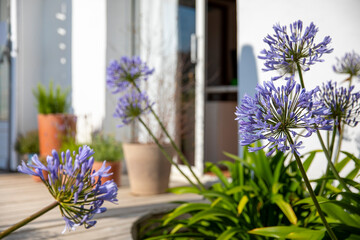 Charmant petit jardin paysag&eacute; avec ses fleurs et ses plantes vertes au printemps.