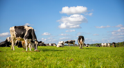 Troupeau de bovins au milieu des p&acirc;turage dans la campagne au printemps.