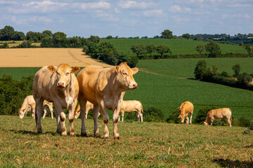 &Eacute;levage en pleine nature d'un troupeau de vaches laiti&egrave;re au printemps.