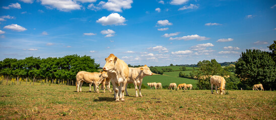 Élevage en pleine nature d'un troupeau de vaches laitière au printemps.