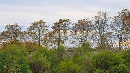 Autumn scenery with row of trees in a park