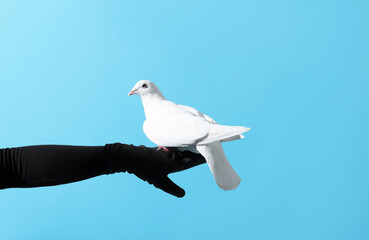 Woman with beautiful white dove on light blue background, closeup