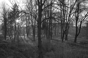 park at sunset landscape early spring