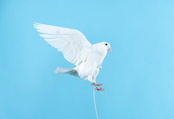 Beautiful white dove flying on light blue background