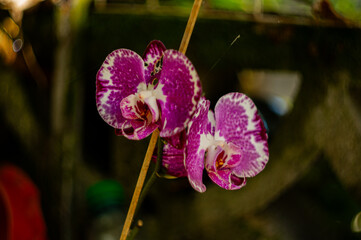 Close up shot of Doritaenopsis OX Firebird Orchid