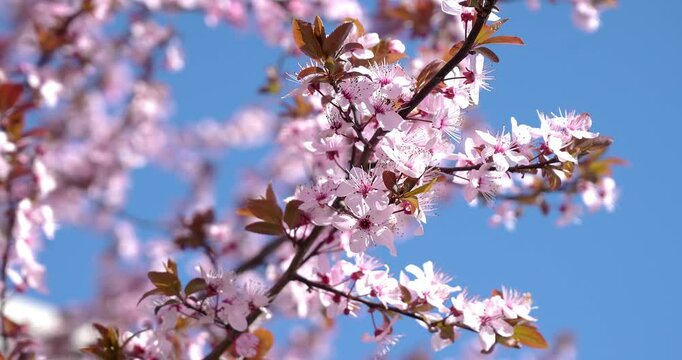 A moment of pure wonder, the flowering of cherries.
