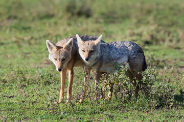 Chacals amoureux
